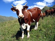Куплю крупно-рогатый скот (бычки, коровы)